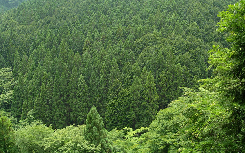 割り箸を使った森林保護活動